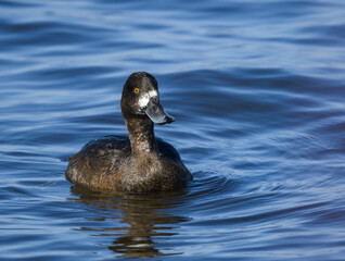 Female Lesser Scaup Raised its Head and swimming in Fall