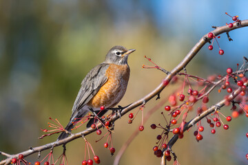 American Robin Feeding on Red Berries in Fall