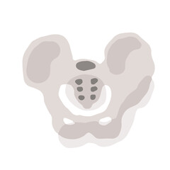 Human pelvis; Hand drawn vector illustration like woodblock print