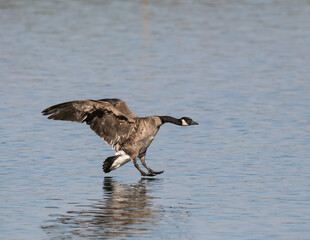 Canada Goose Landing on River