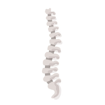 Human spine; Hand drawn vector illustration like woodblock print