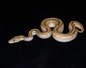 Pastel Mojave Huffman Ghost Ball Python