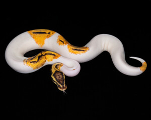 Fototapeta premium Pastel Orange Dream Yellow Belly Piebald Ball Python