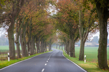 Allee im Herbst