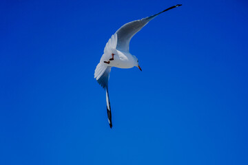 seagull in flight