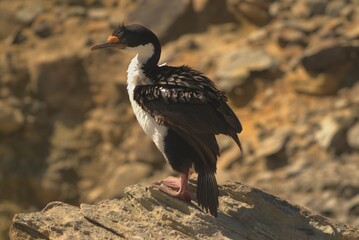A large close-up shot of the head of a Blue-eyed Shag.