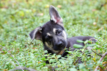 Small German shepherd puppy in green grass in a day. Baby animal walks on nature