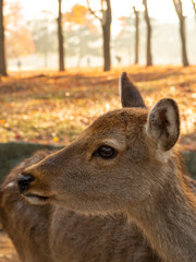 鹿の横顔