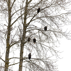 Square format photo of some Bald Eagles sitting on a tree over white background