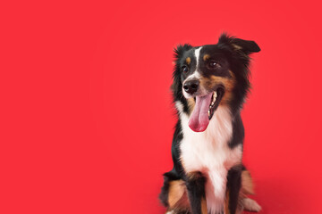 Happy Dog on Colored Background
