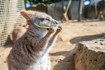 ワラビー(動物)