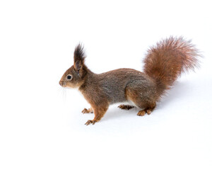 squirrel with fluffy tail standing on white snow