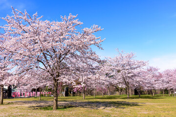 春の仙台　西公園