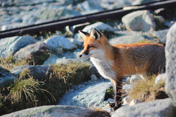 Closeup of a wild fox in the mountains.