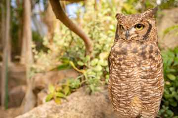 Fototapeta premium ミミズク