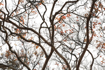 나뭇가지가 보이는 가을 풍경