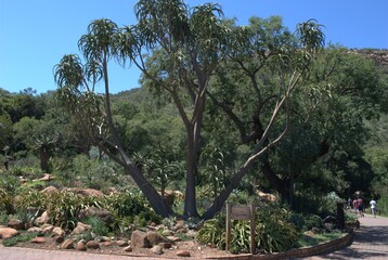 Fototapeta na wymiar Photos taken in Walter Sisulu Botanical Gardens