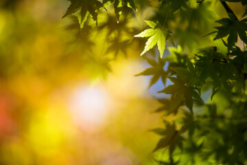 Fototapeta premium green and yellow autumn leaves background