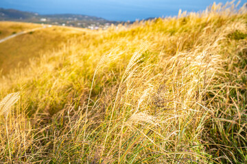 ススキと草むらと眺望