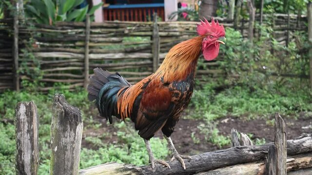 Amazing clip of Red Junglefowl Rooster roaring like alpha male with full might while standing and walking on fence of organic poultry farm ranch in morning hours. Healthy, adult and beautiful cockerel