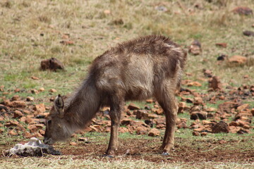 Fototapeta premium Photos taken in Rhino and Lion Nature Reserve, Krugersdorp.