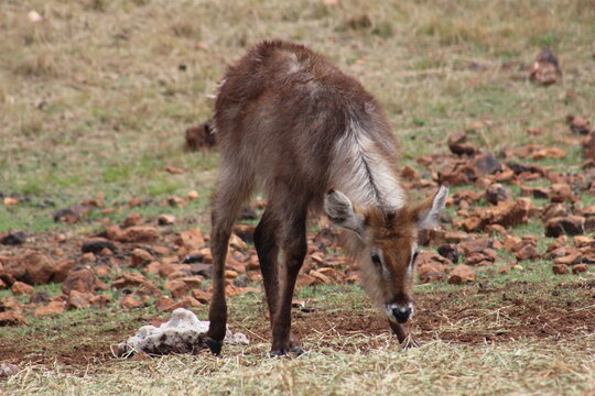 Photos taken in Rhino and Lion Nature Reserve, Krugersdorp.