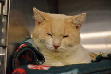 Snuggly sleeping christmas shelter cat