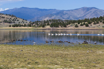 Pelicans in calm water of Shastina lake in California in the beautiful summer day
