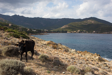 Bull Near the Beach on the Mediterranean Sea in Galeria located on the Island of Corsica, France