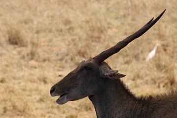 Photos taken in Rhino and Lion Nature Reserve, Krugersdorp.