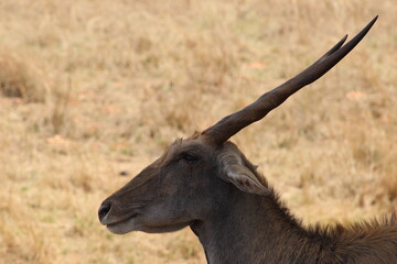 Photos taken in Rhino and Lion Nature Reserve, Krugersdorp.