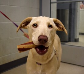 Adorable shelter dog chewing bone