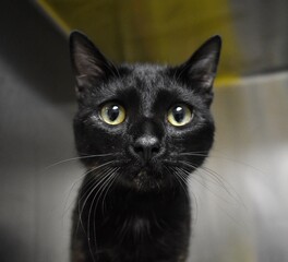 Black shelter cat 