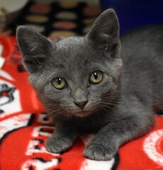 Grey shelter kitten
