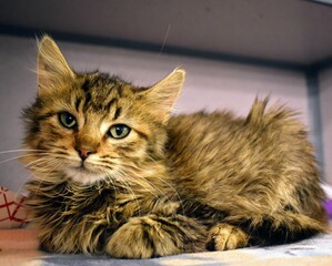 Long haired fluffy brown shelter kitten
