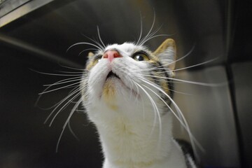 Open mouth shelter cat