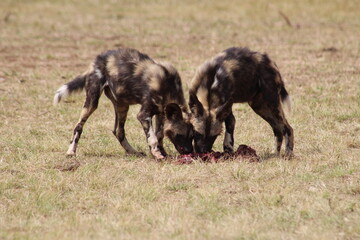 Photos taken in Rhino and Lion Nature Reserve, Krugersdorp.