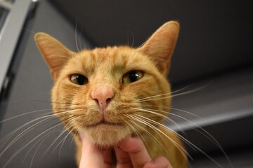 Smiling orange shelter cat chin scratching