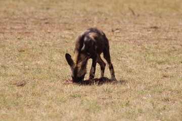 Photos taken in Rhino and Lion Nature Reserve, Krugersdorp.