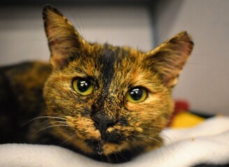 Beautiful tortie kitten ear-tipped