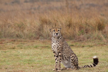 Photos taken in Rhino and Lion Nature Reserve, Krugersdorp.