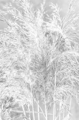 Template blank with pattern of wild grass for your creativity. Background with copy space in pastel tone. Wallpaper decor.