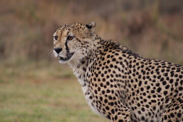 Photos taken in Rhino and Lion Nature Reserve, Krugersdorp.