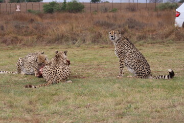 Obraz premium Photos taken in Rhino and Lion Nature Reserve, Krugersdorp.