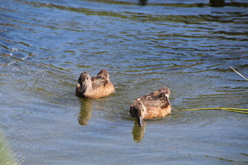 Ducks On The Water, William Hawrelak Park, Edmonton, Alberta