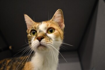 Beautiful calico shelter cat