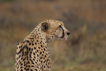 Photos taken in Rhino and Lion Nature Reserve, Krugersdorp.
