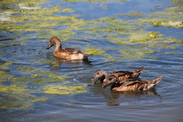Young Dusks On Lake, William Hawrelak Park, Edmonton, Alberta