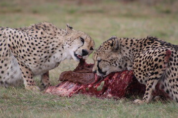 Photos taken in Rhino and Lion Nature Reserve, Krugersdorp.