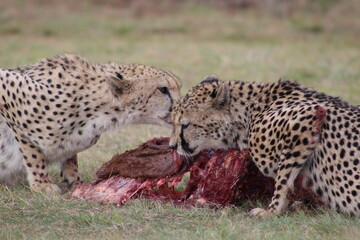 Photos taken in Rhino and Lion Nature Reserve, Krugersdorp.